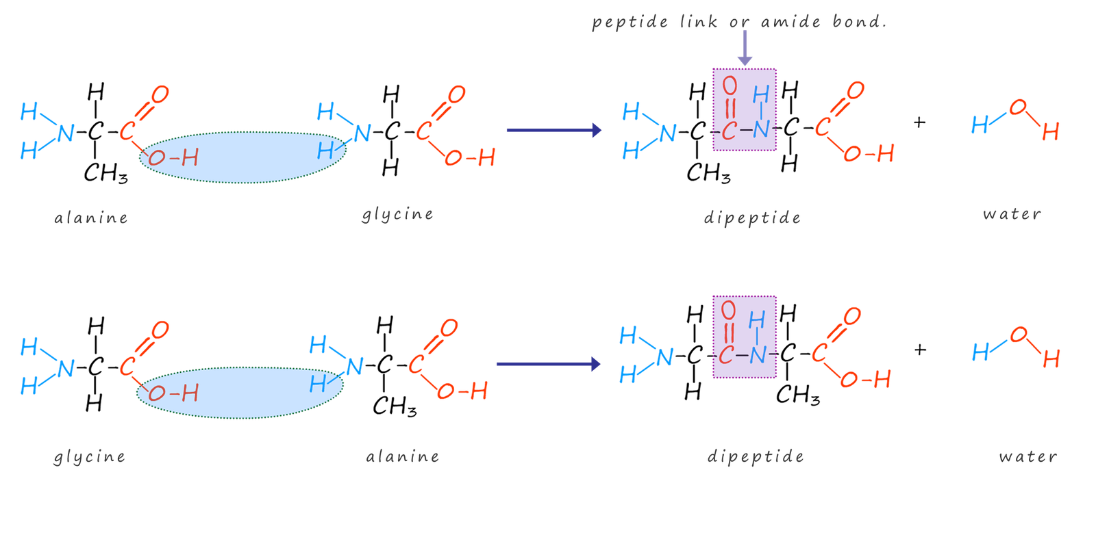 alanine and glycine forming qa dipeptide